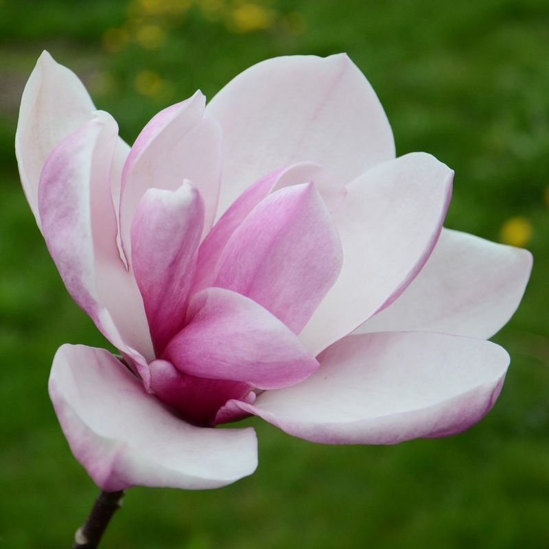 Magnolia 'Tiketare'