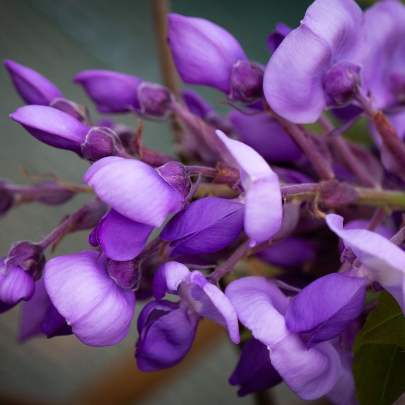 Wisteria brachybotrys 'Okayama'