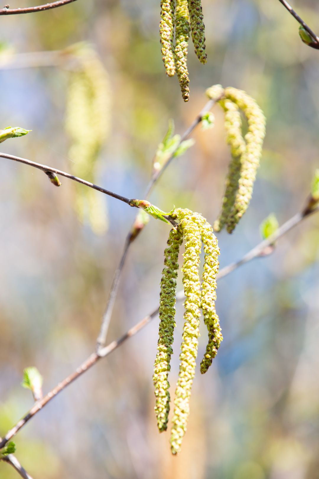 Birch Tree Catkins