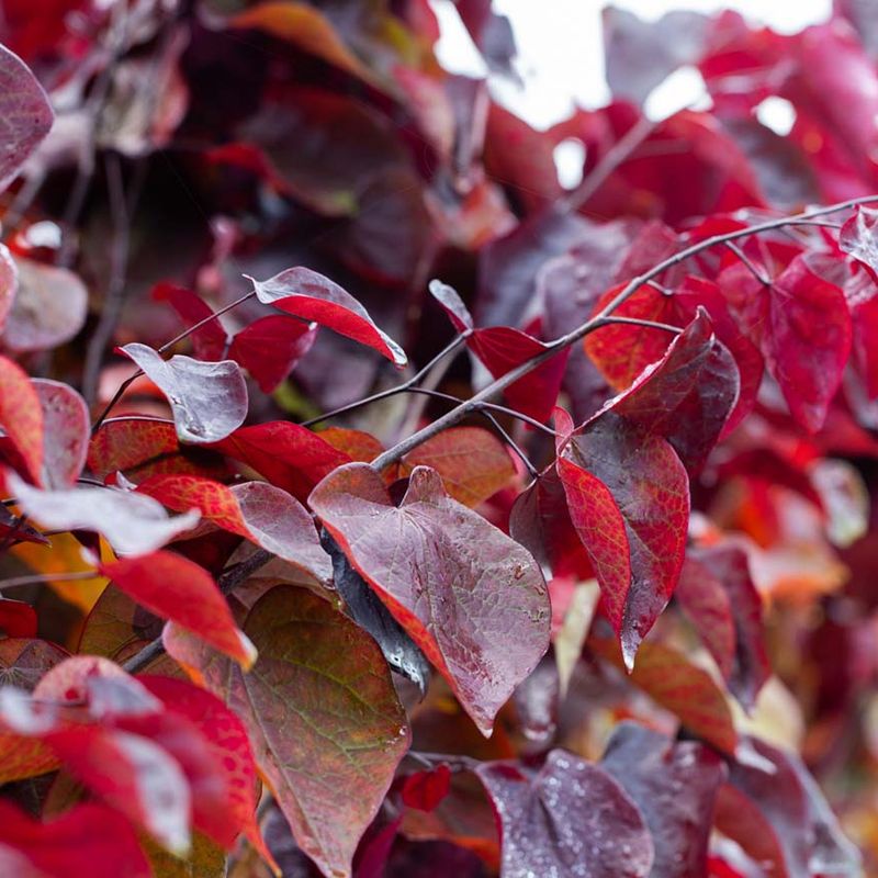 Cercis canadensis 'Forest Pansy'