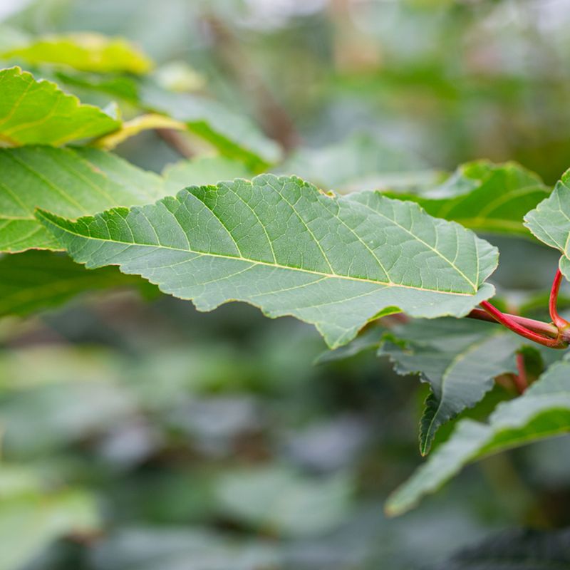Acer davidii 'Viper'® (Mindavi)
