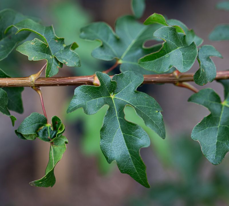 Acer campestre (Hedging)