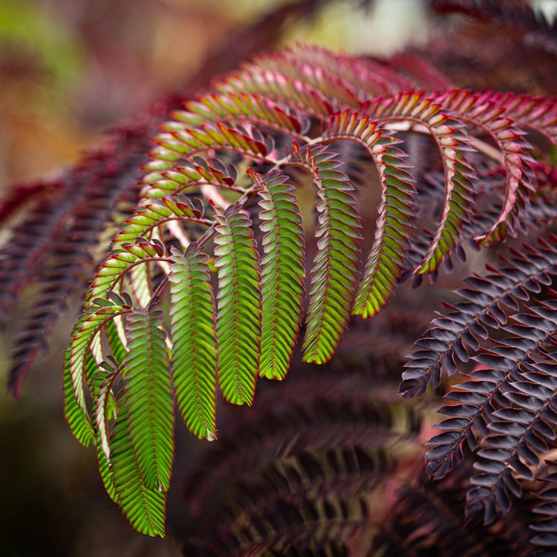 Albizia julibrissin 'Summer Chocolate'®
