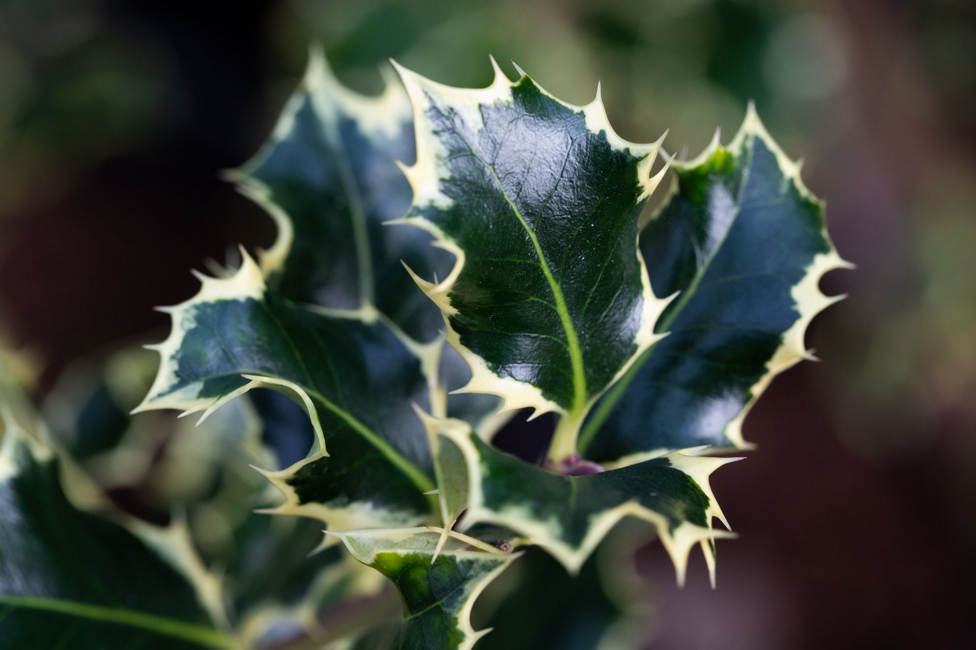 Ilex aquifolium 'Argentea Marginata' | Holly | Ornamental Trees | Frank P  Matthews