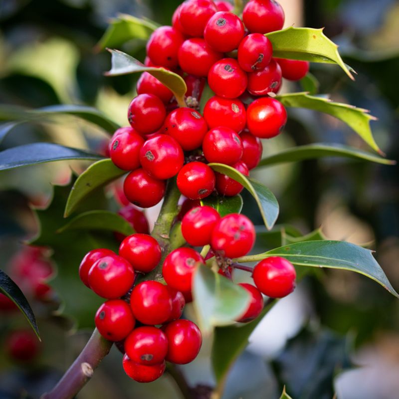 Ilex aquifolium 'Alaska'