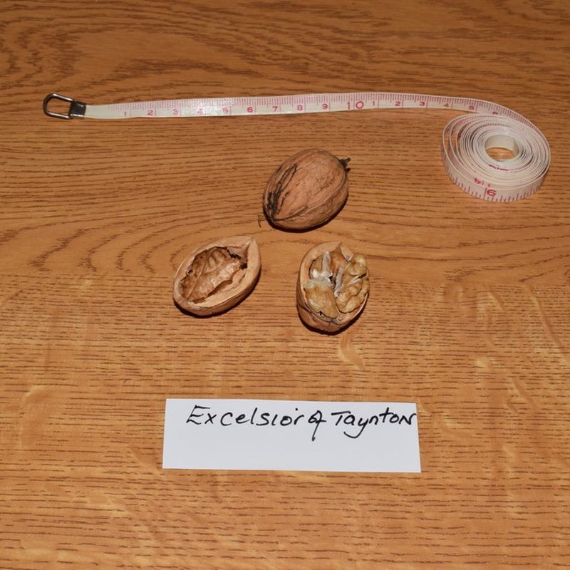 Excelsior of Taynton