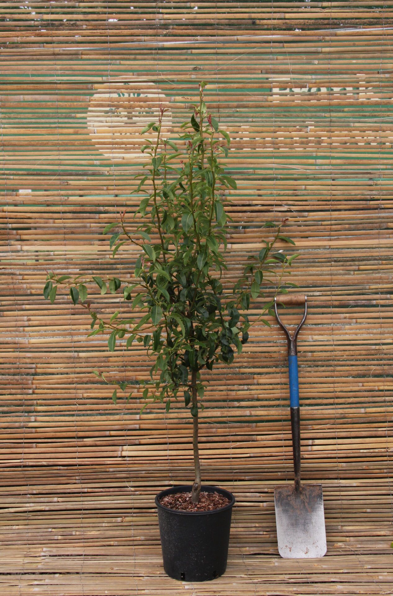 12L Bush