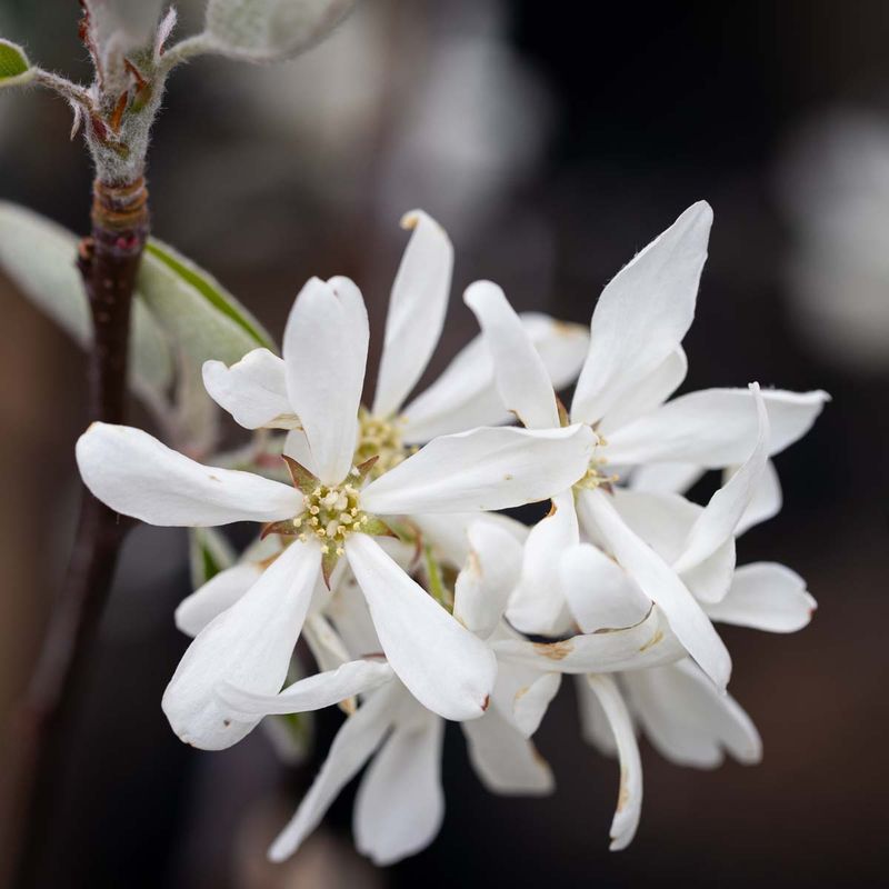 Amelanchier 'Edelweiss'