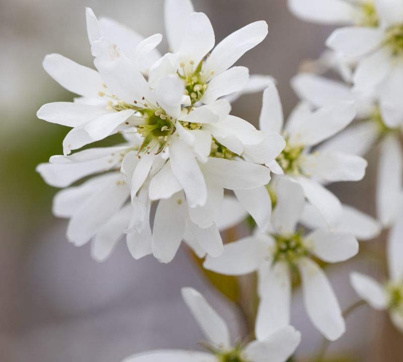 Amelanchier x grandiflora 'Ballerina'