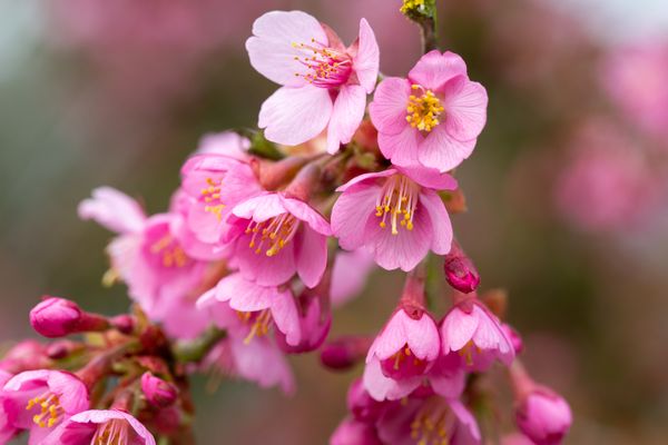 Prunus Kursar