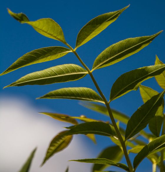 Fraxinus excelsior 'Jaspidea'