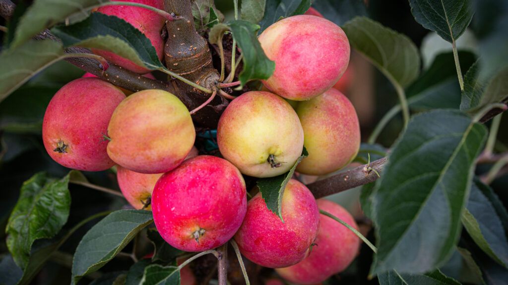 Malus Jelly King Crab Apple
