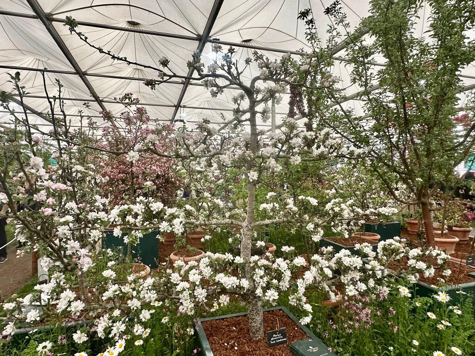 4‑Tier espalier apple tree Lord Lambourne