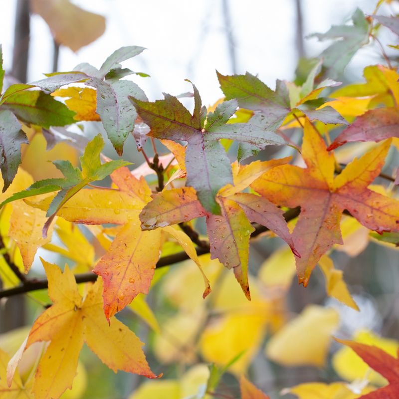 Liquidambar styraciflua 'Palo Alto'