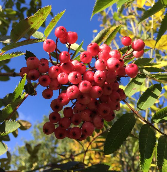 Sorbus 'Pink Pearl' 1