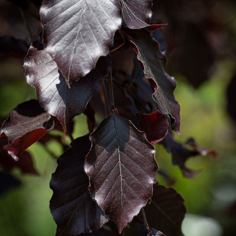Fagus sylvatica 'Purpurea Pendula'
