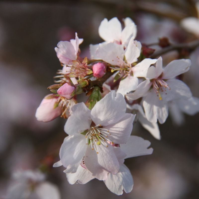 Prunus Autumnalis Rosea Pink Autumn Flowering Cherry