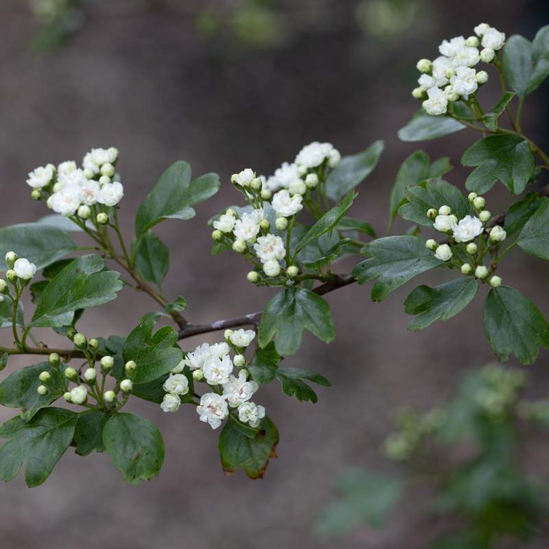 Crataegus x media 'Plena'