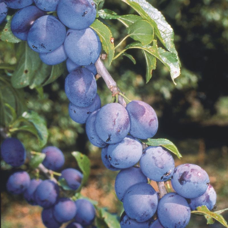 Shropshire Prune