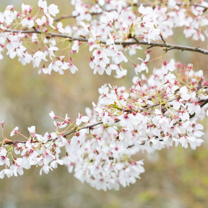 Prunus x yedoensis
