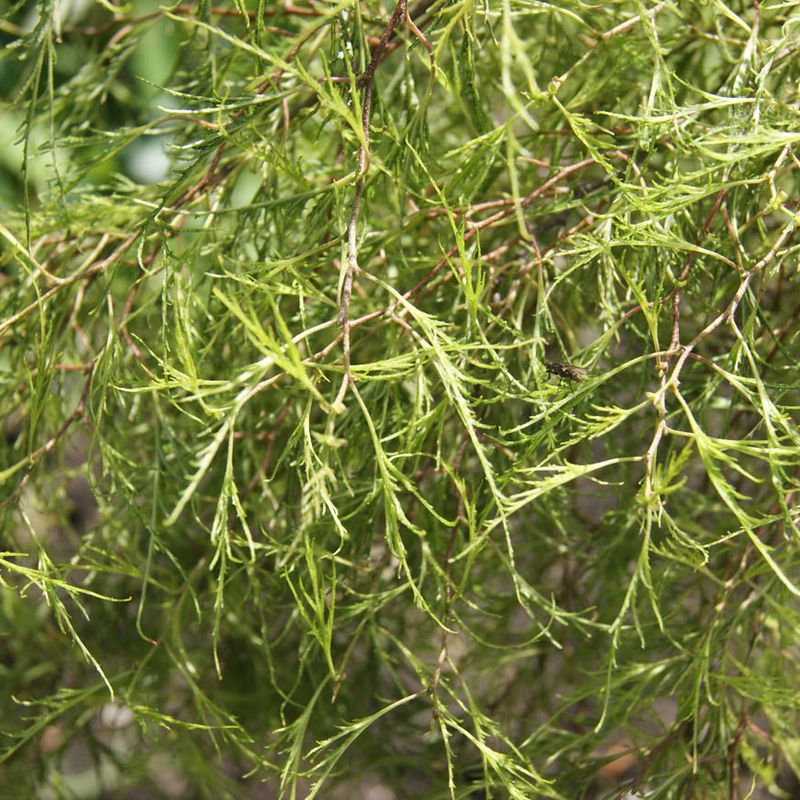 Betula pendula 'Karaca'®