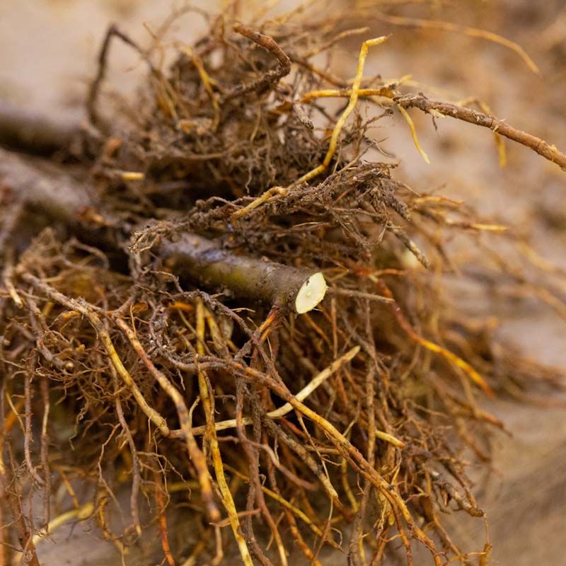 rootstock