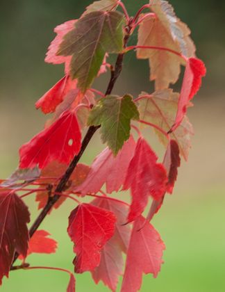 Acer rubrum 'Sun Valley' 1