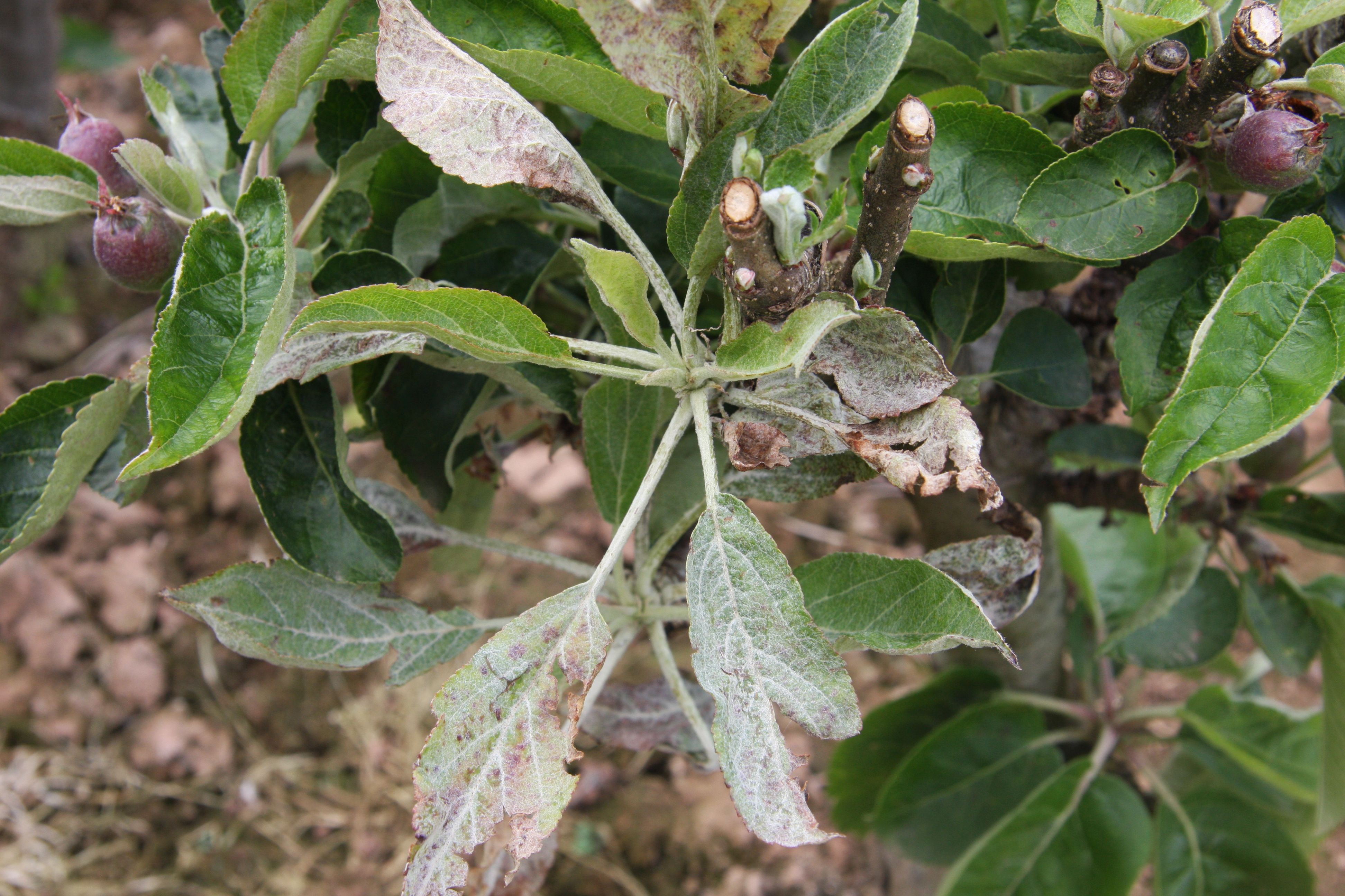 powdery mildew (fruit Disease and Pest)