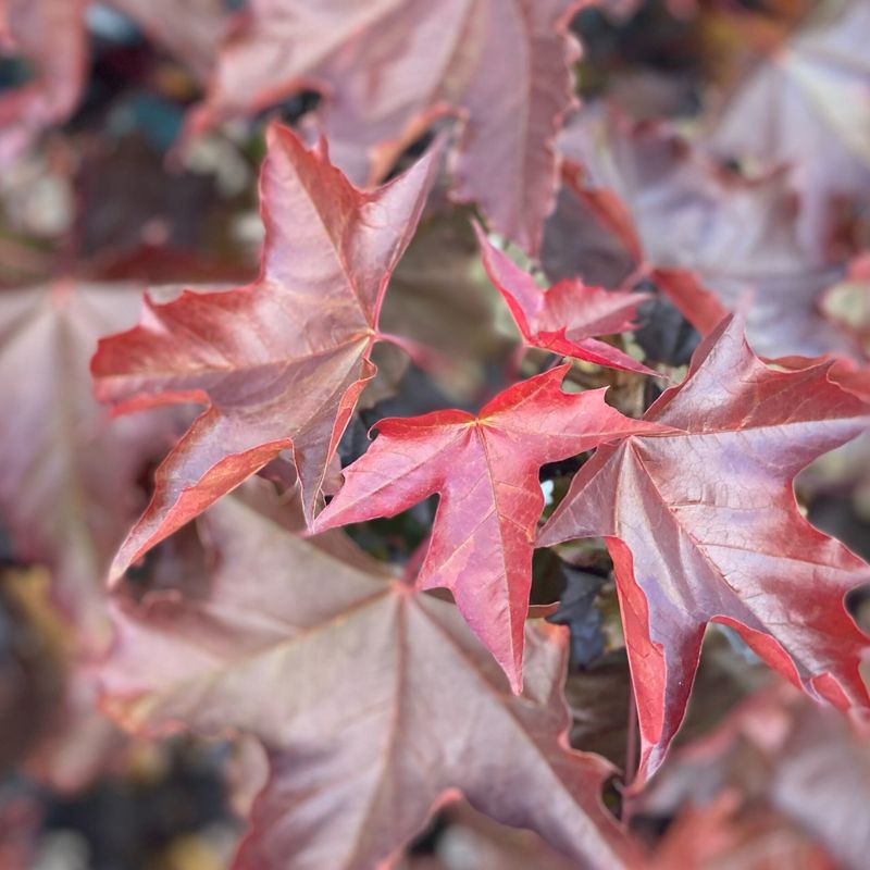 Acer platanoides 'Crimson King'
