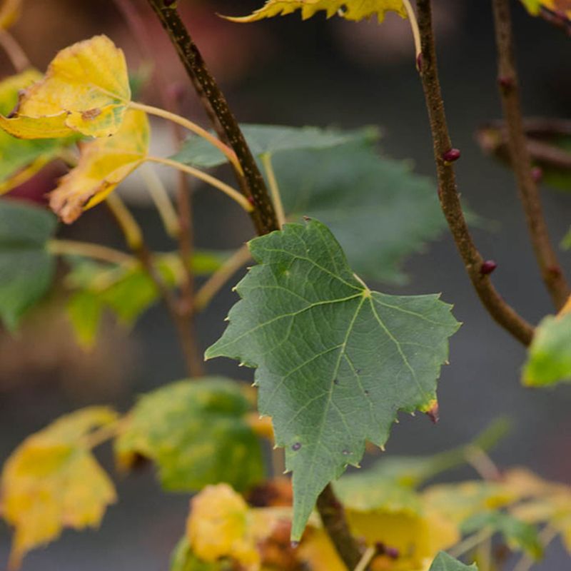 Tilia mongolica 'Buda'