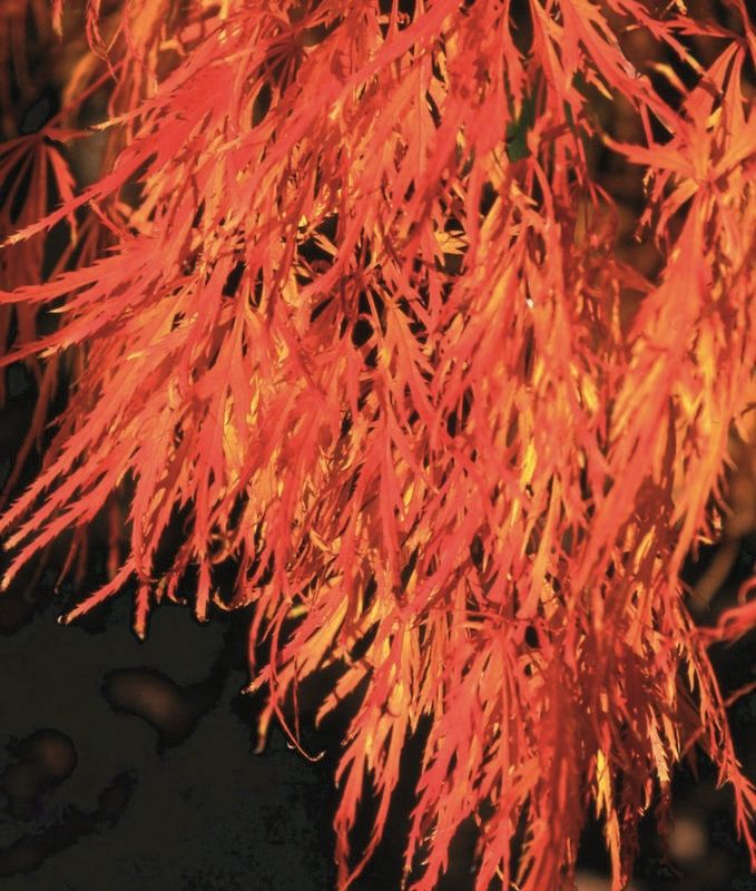 Acer palmatum 'Dissectum' 1