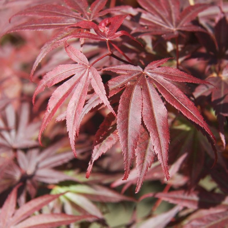 Acer palmatum 'Pixie'