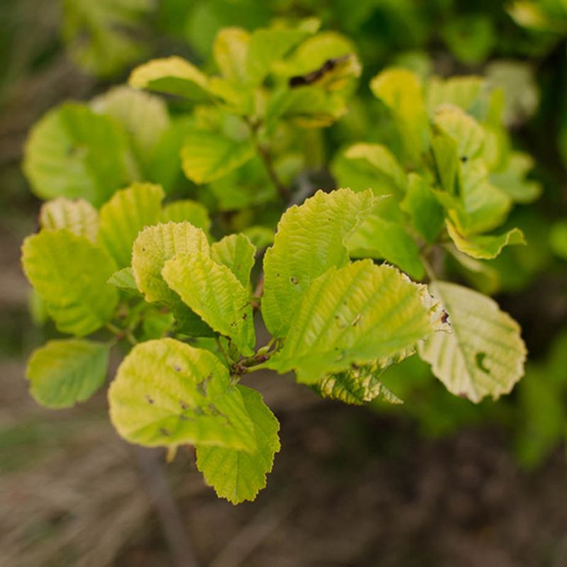 Alnus glutinosa 'Aurea'