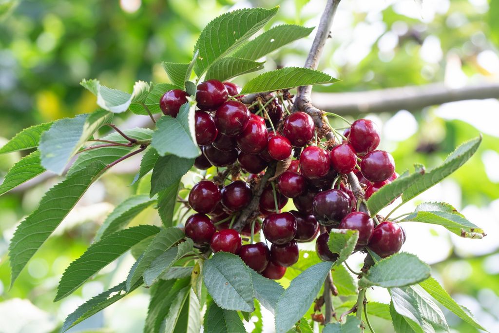 Cherry Skeena