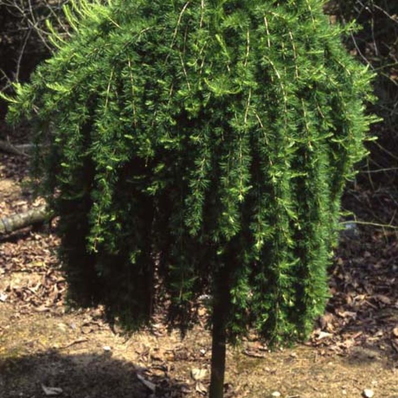 Larix decidua 'Puli'