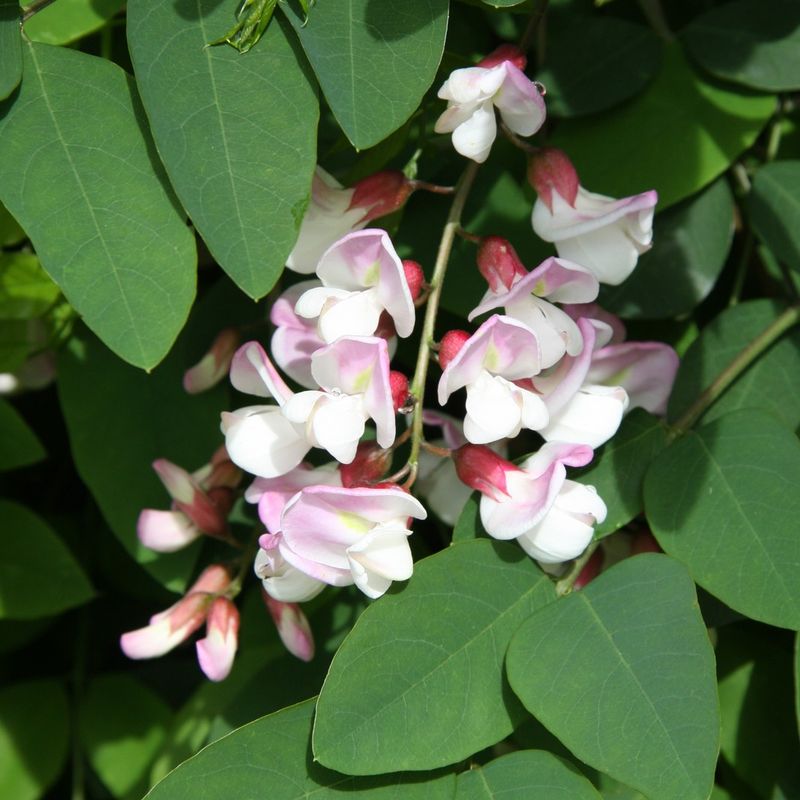 Robinia x slavinii 'Hillieri'
