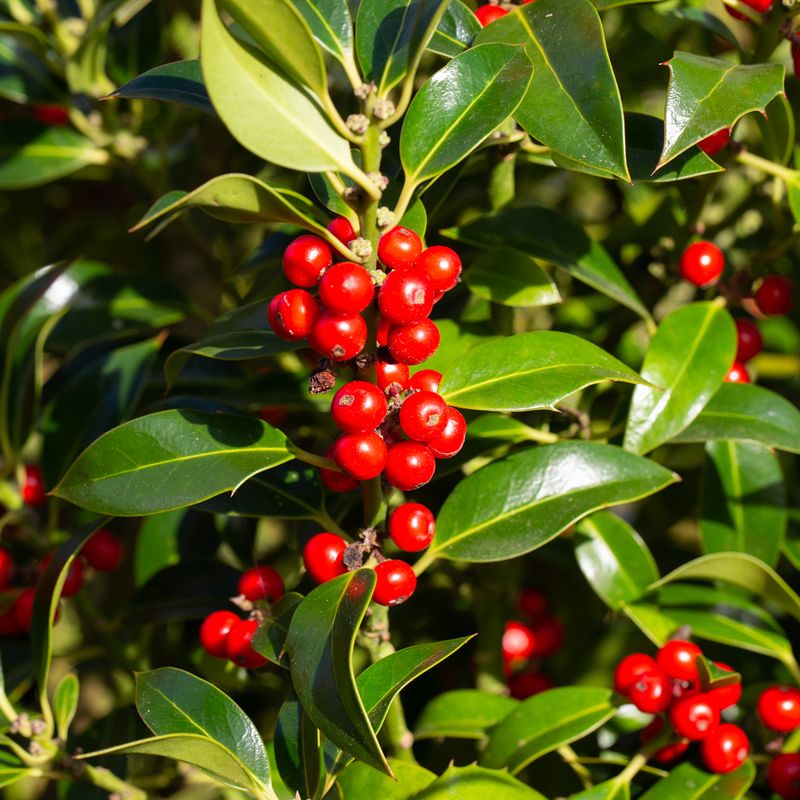 Ilex aquilifolium 'Nellie R Stevens'