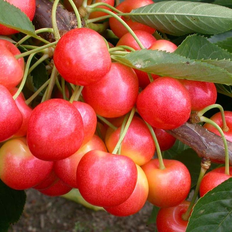 NEW Cherry 'Stardust'®  Wins Prizes at HTA Show! 1