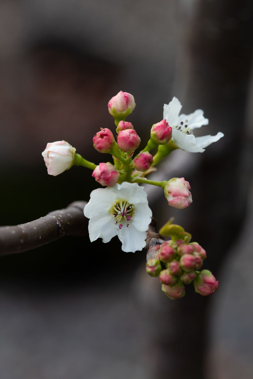 Pyrus 'Chanticleer'