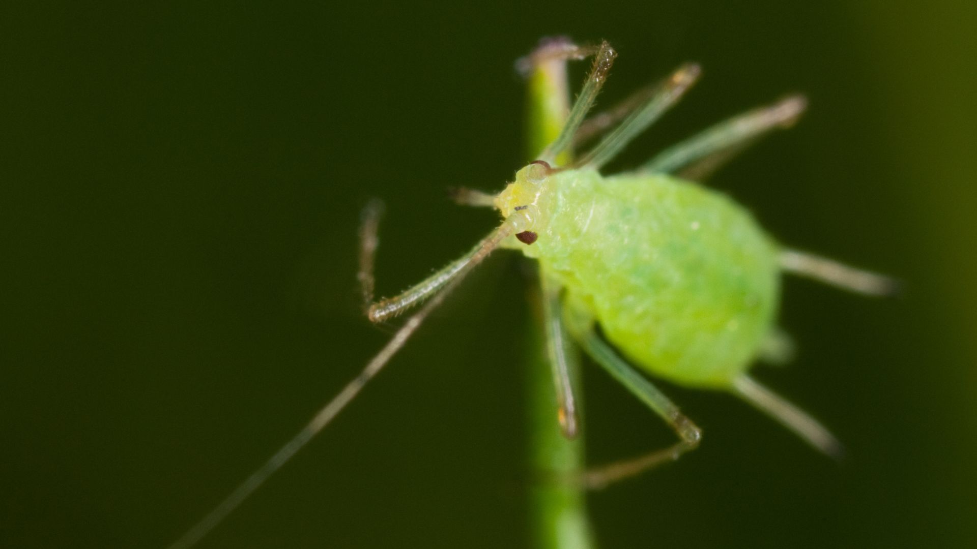 damson hop aphid