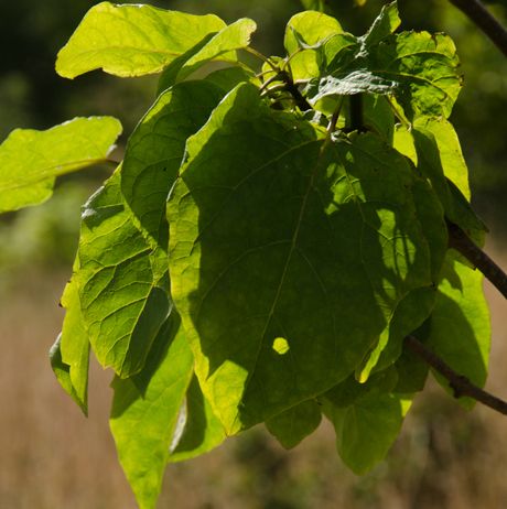 Catalpa szechuanica