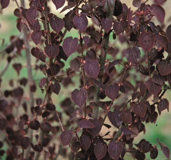 Cercidiphyllum japonicum 'Rotfuchs' (RED FOX)