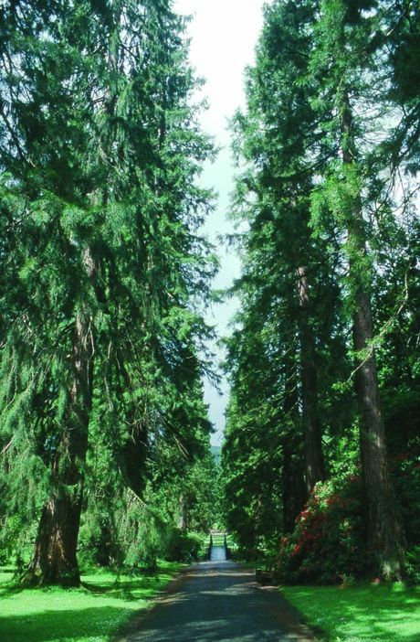 Sequoiadendron giganteum