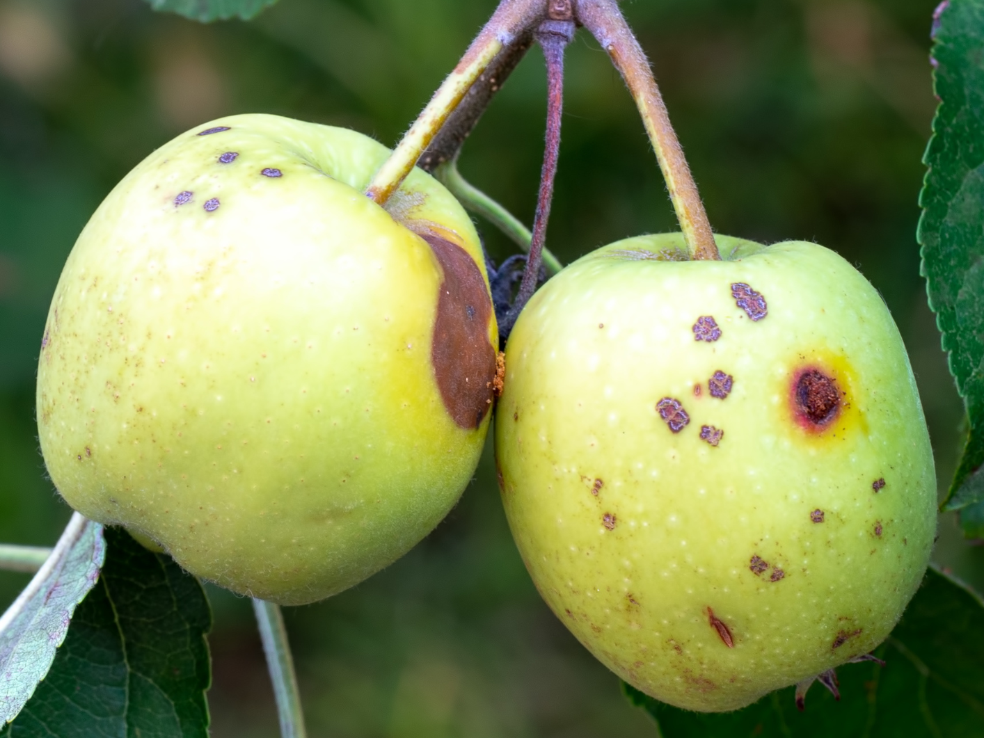 Disease and Pest