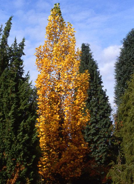 Liriodendron tulipifera 'Fastigiatum'