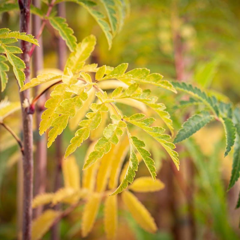 Sorbus aucuparia 'Beissneri'