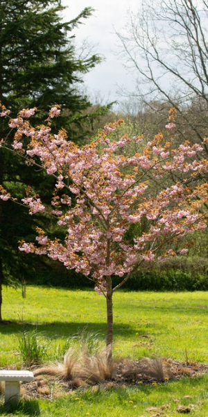 Cherry Prunus 'Fugenz