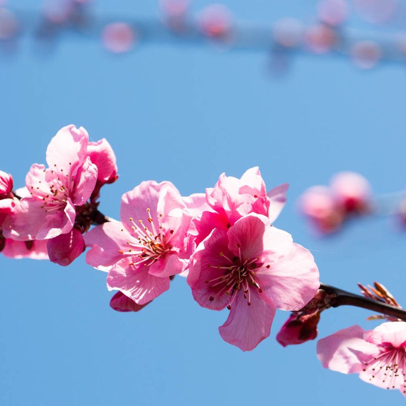 Prunus x blireana