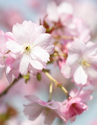 Prunus Beni- yutaka