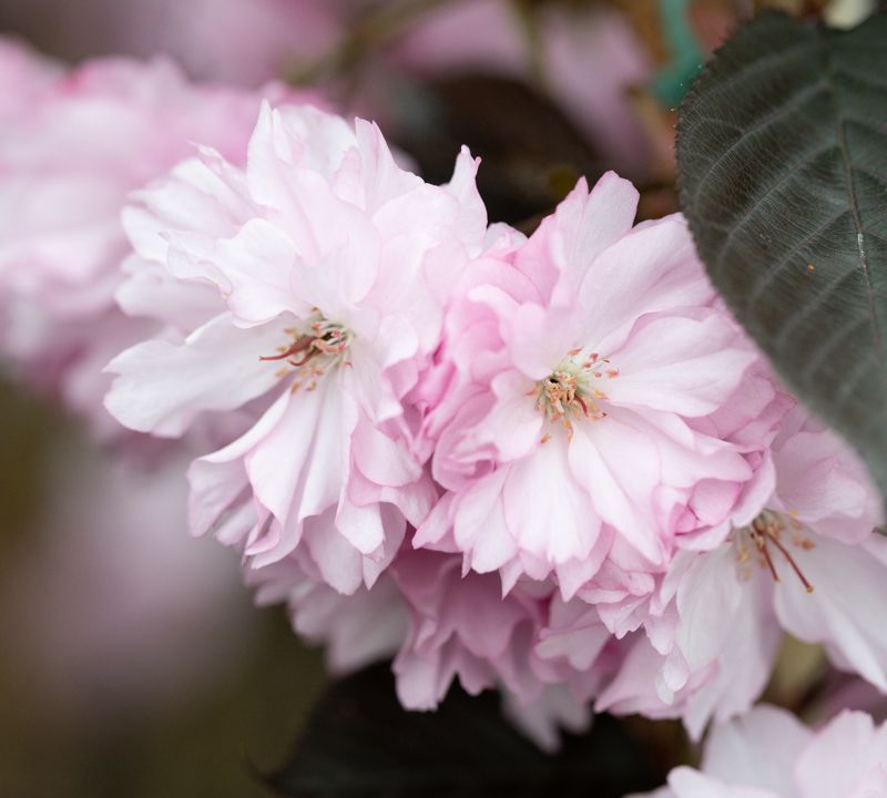 Prunus 'Royal Burgundy'